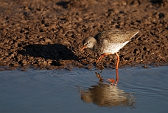 David Plant Photography - Wildlife Photography - Redshank - F